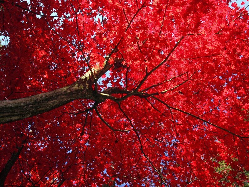 Red Maple Tree Canopy — Vibrant