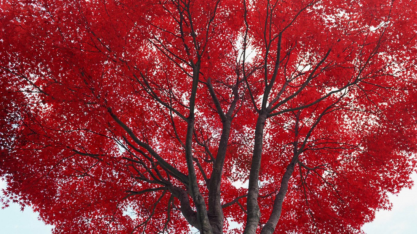 Red maple tree canopy