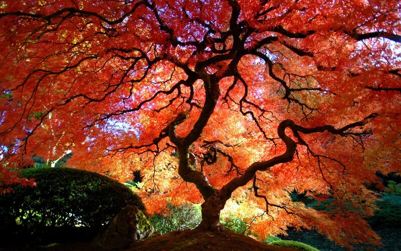 Red Maple Tree — Dramatic, Autumn, Photograph, Bush