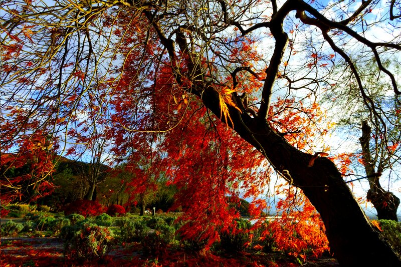 Red Maple Tree — Dramatic, Autumn, Photograph, Leaves
