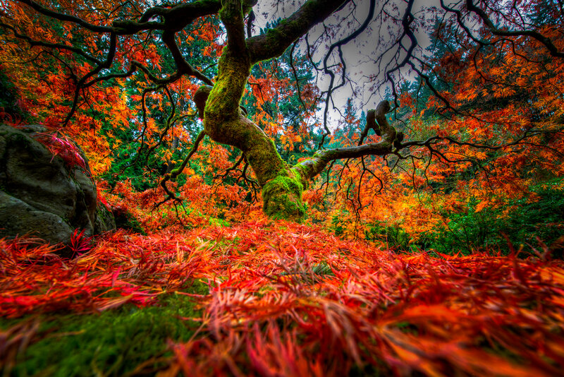 Red Maple Tree — Dramatic, Autumn, Photograph, Moss