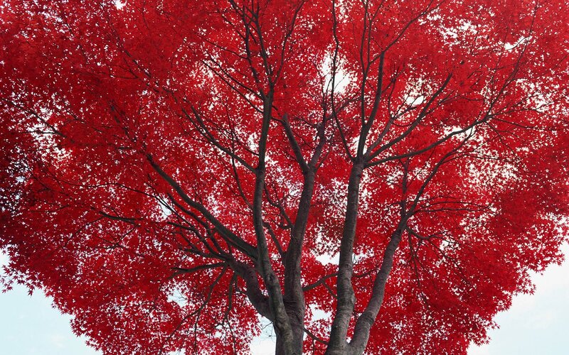 Red Maple Tree — Dramatic, Autumn, Photograph, Sky, Branches