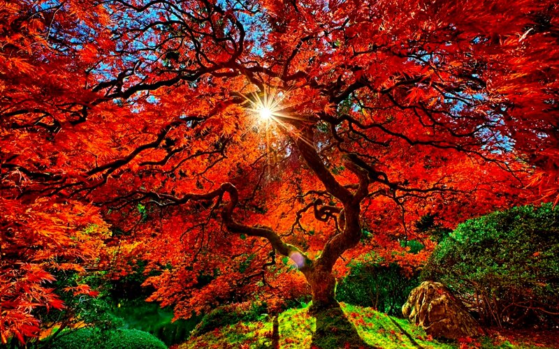 Red Maple Tree — Dramatic, Autumn, Photograph, Sun, Branches