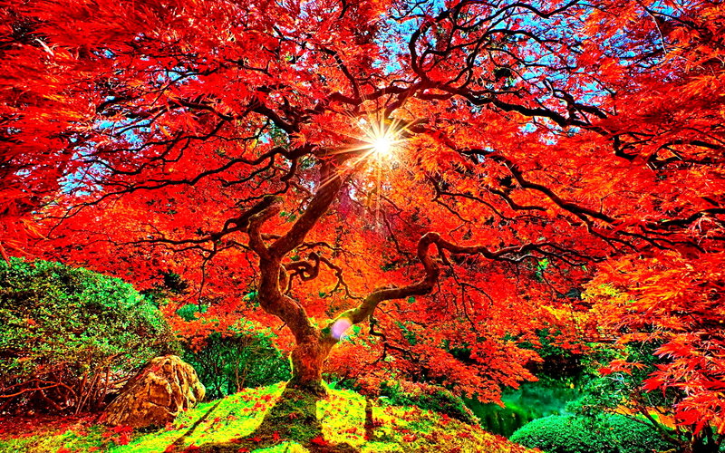 Red Maple Tree — Dramatic, Autumn, Photograph, Sun, Green Bushes