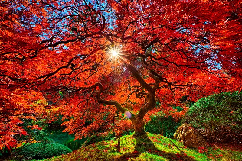 Red Maple Tree — Dramatic, Autumn, Photograph, Sun