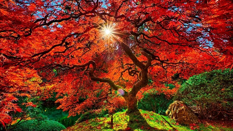 Red Maple Tree — Dramatic, Autumn, Photograph, Sunlight