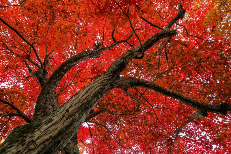 Red Maple Tree — Dramatic, Autumn, Photograph