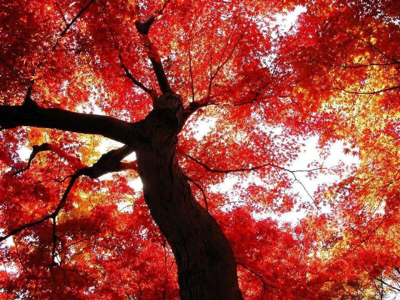 Red Maple Tree — Dramatic, Autumn, Photograph, Tree Trunk