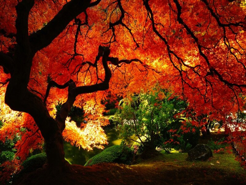 Red Maple Tree — Dramatic, Autumn