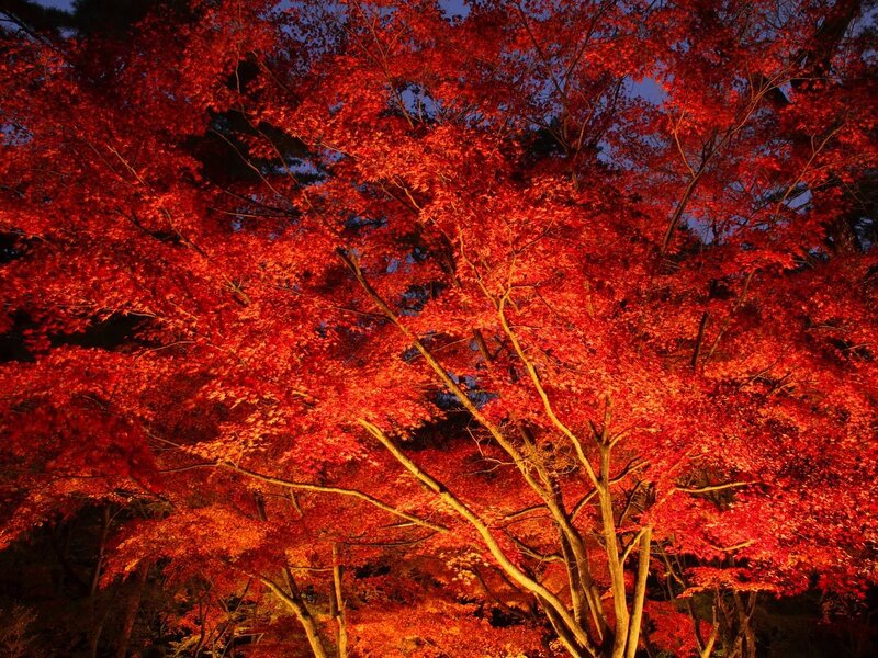 Red Maple Tree — Dramatic