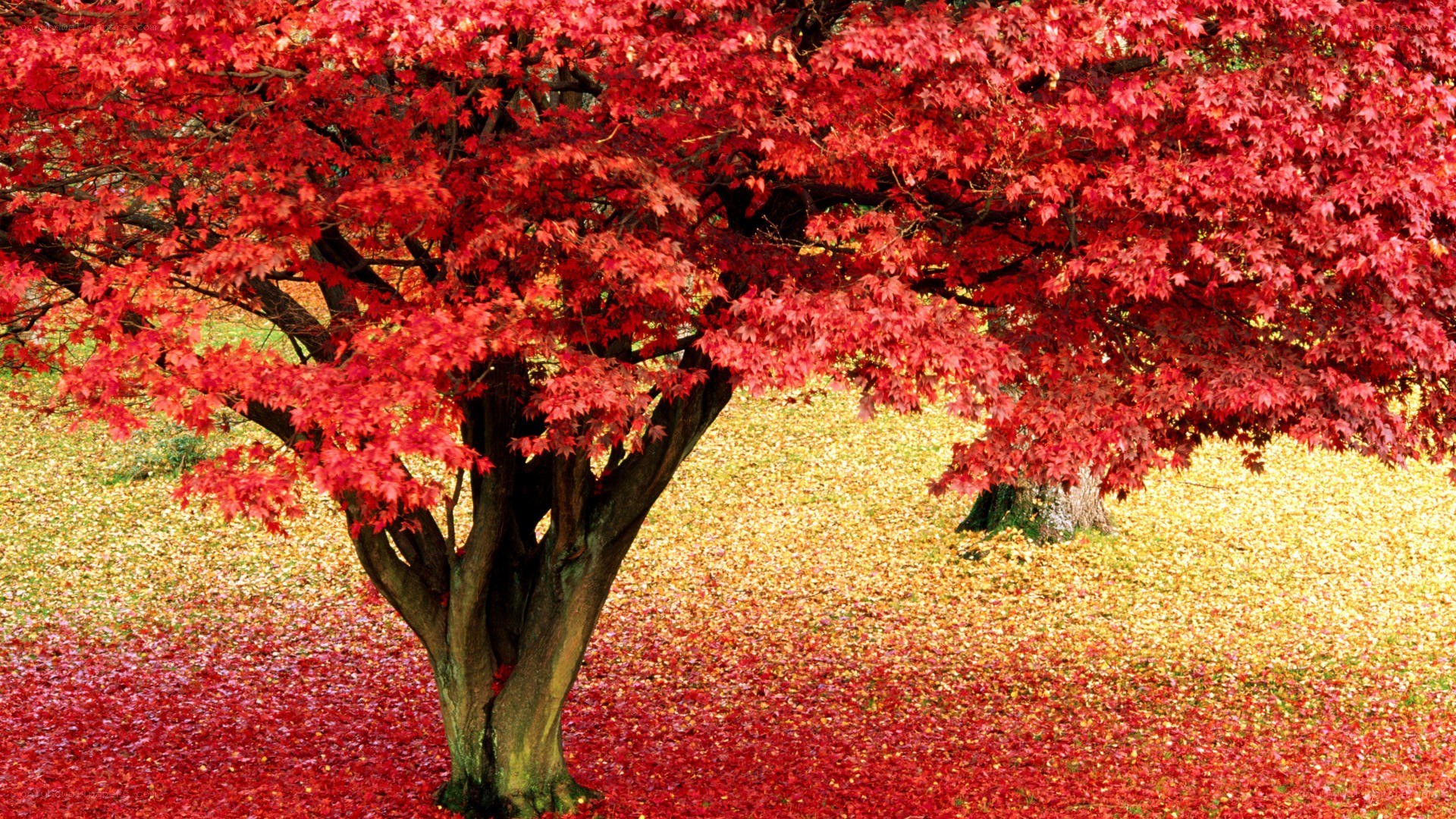 Red maple tree in autumn