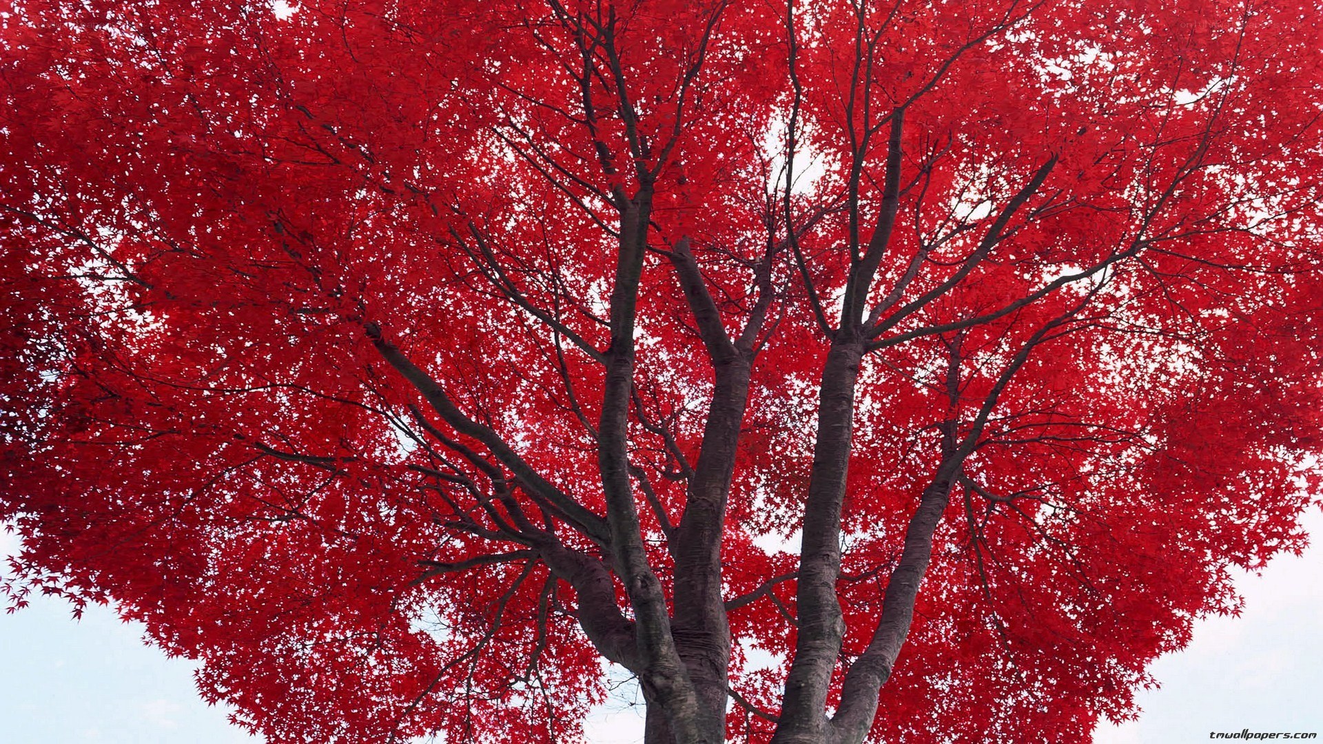 Red Maple Tree in Autumn