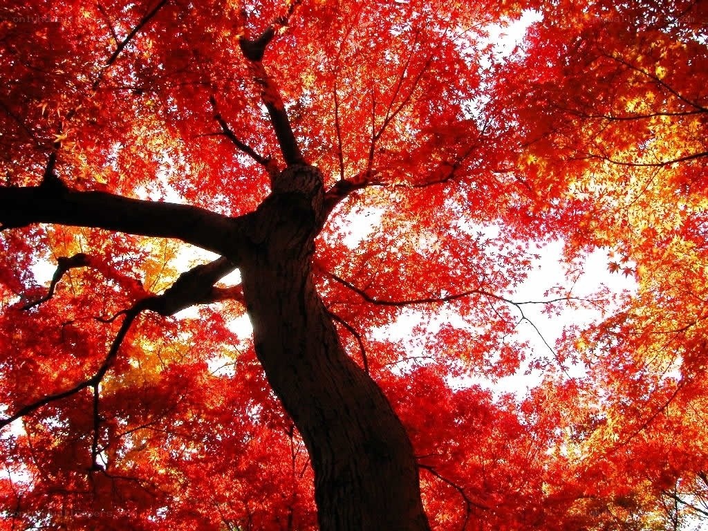 Red maple tree in autumn