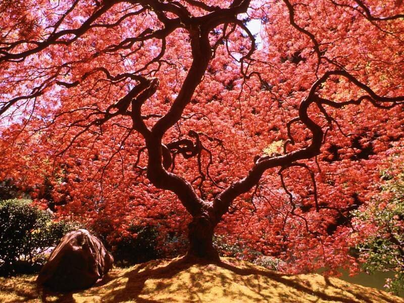 Red maple tree in autumn