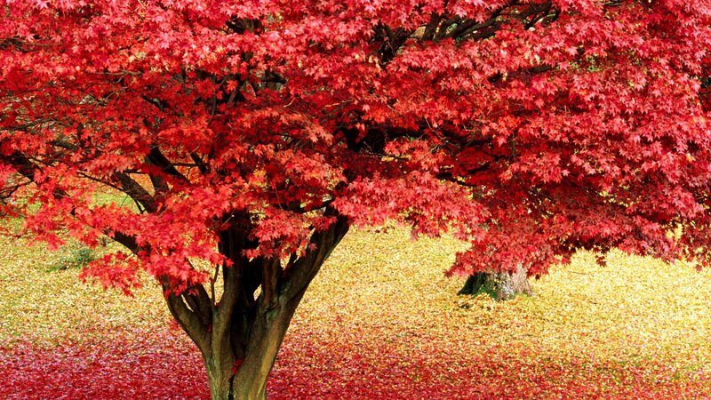Red maple tree in autumn