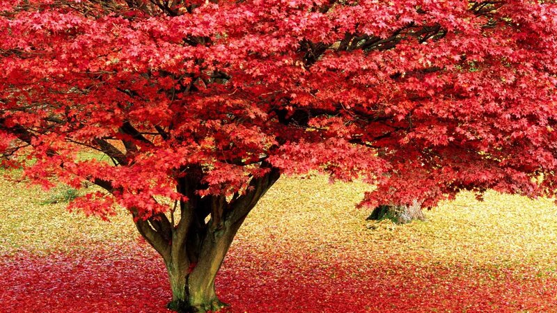 Red maple tree in autumn