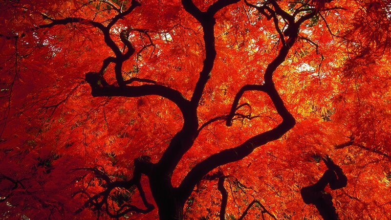 Red maple tree in autumn