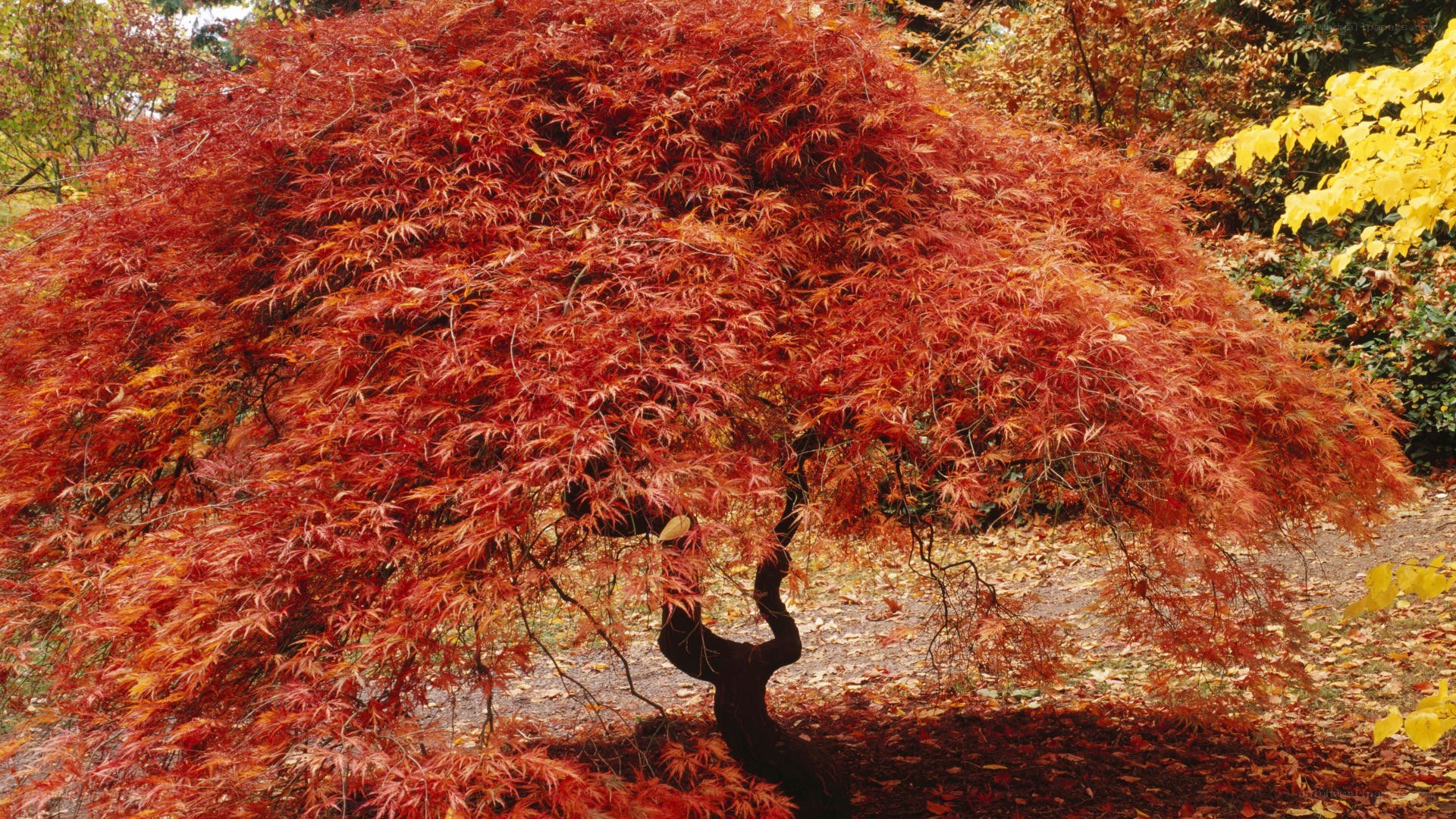 Red maple tree in autumn