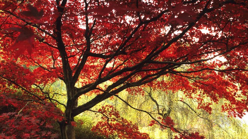 Red maple tree in autumn