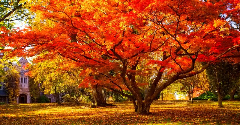 Red Maple Tree in Autumn — Serene, Photograph, Fallen Leaves