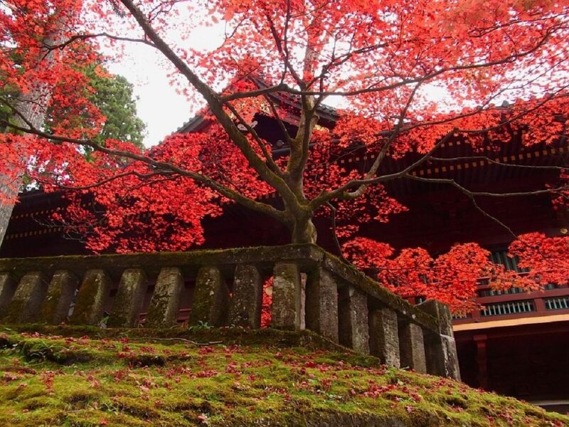 Red Maple Tree in Autumn — Serene, Photograph, Temple