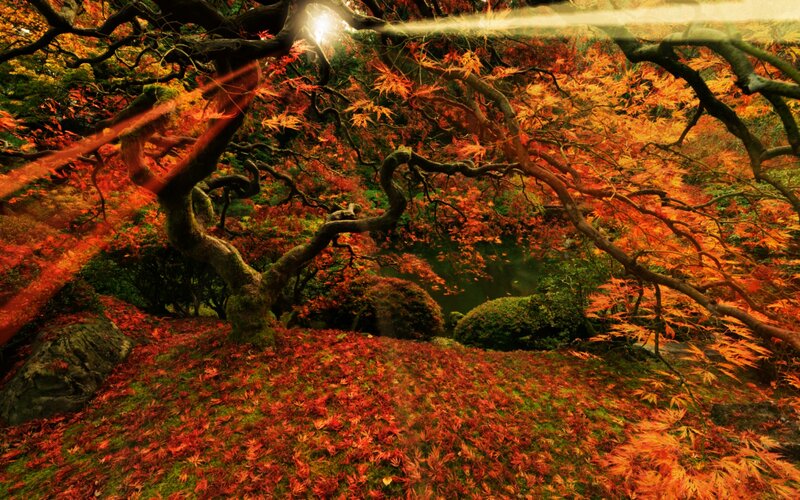 Red Maple Tree in Autumn — Serene, Photograph