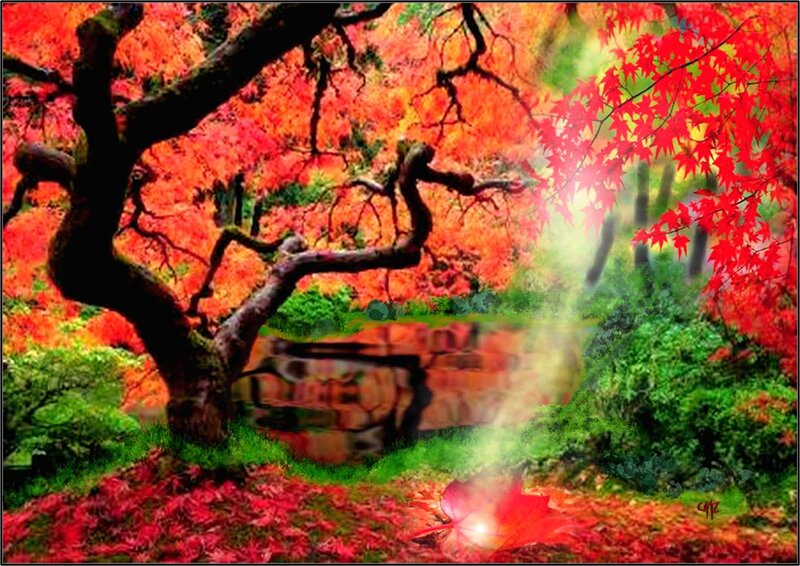Red Maple Tree in Autumn — Serene