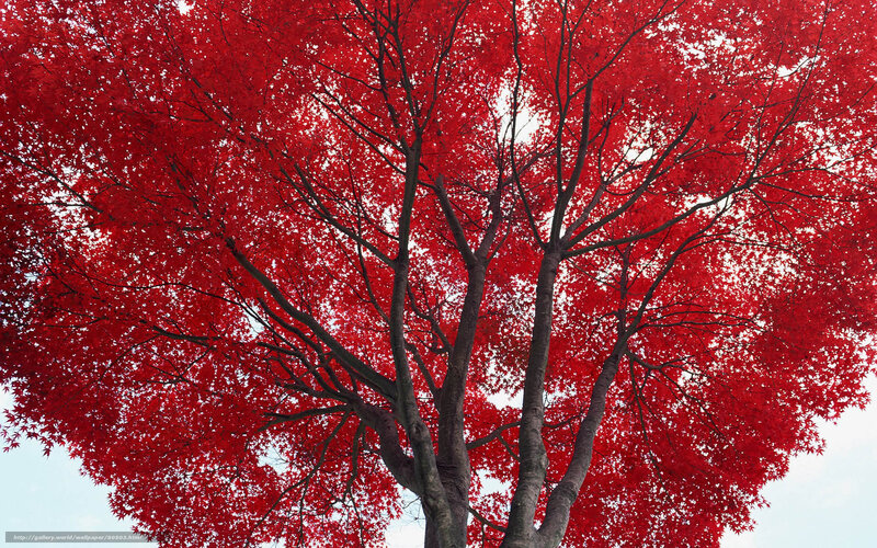 Red Maple Tree in Autumn