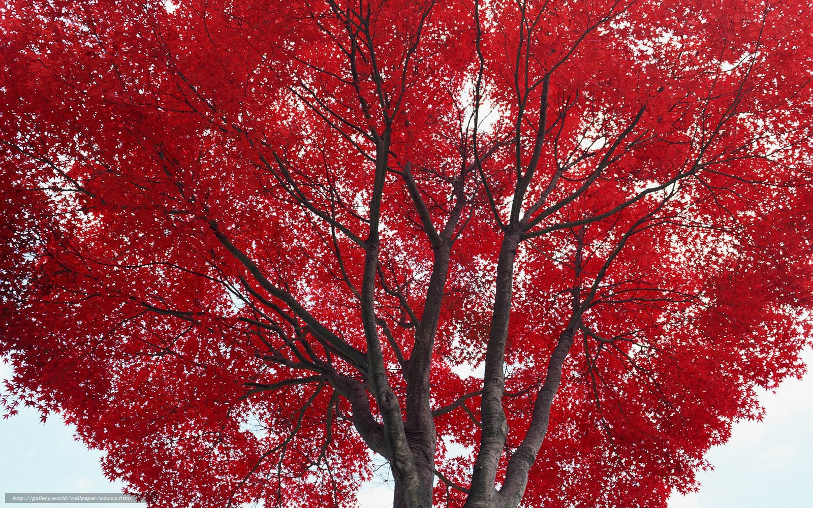 Red Maple Tree in Autumn