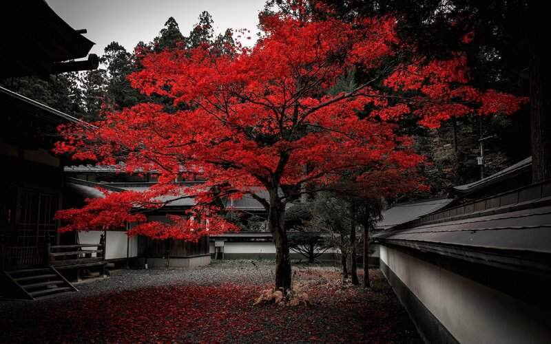 Red Maple Tree in Courtyard — Dramatic