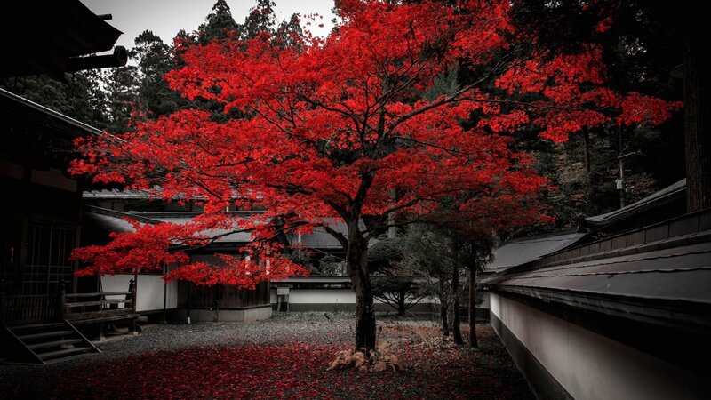 Red Maple Tree in Courtyard