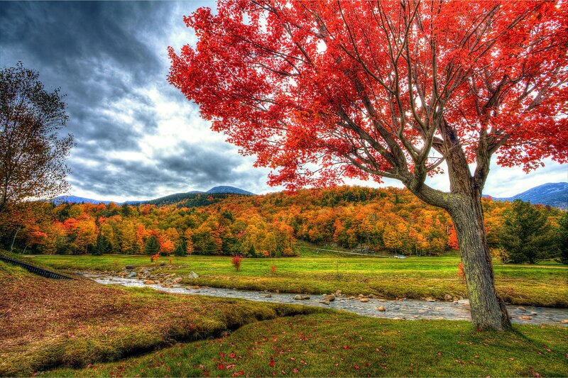 Red Maple Tree in Field