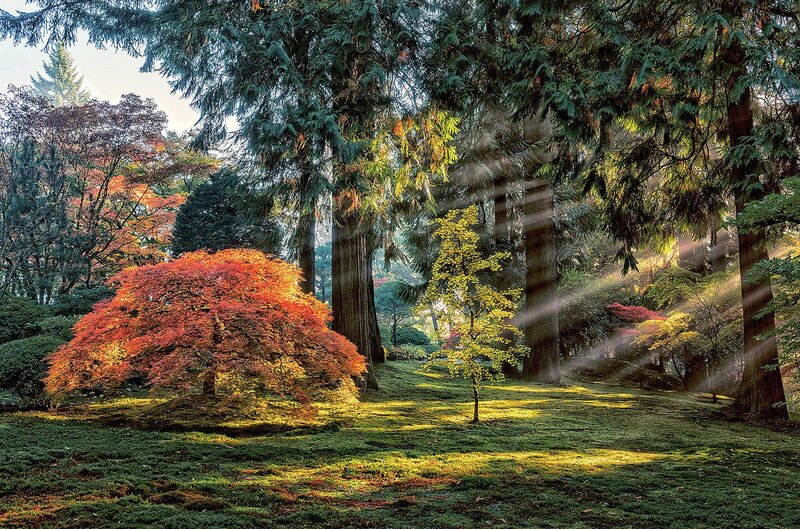Red Maple Tree in Forest — Green