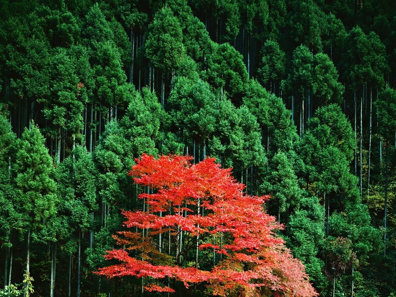 Red Maple Tree in Forest