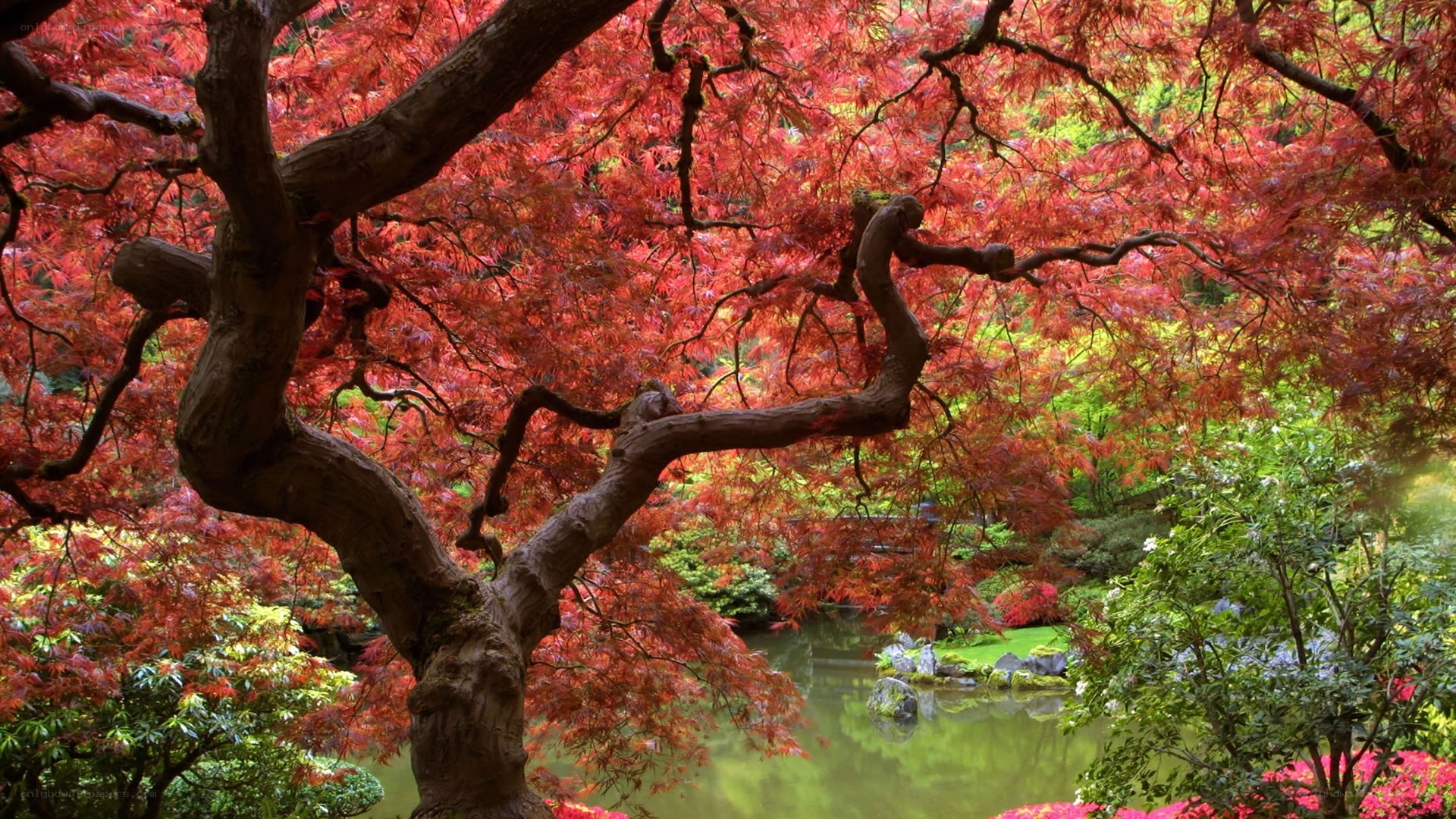 Red maple tree in garden