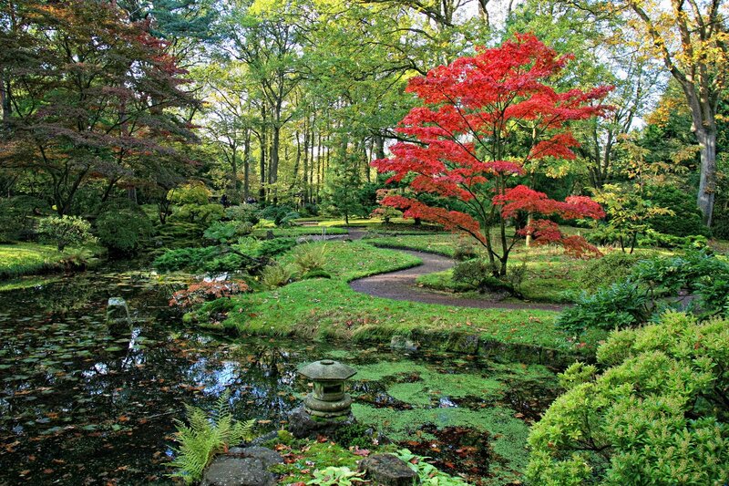 Red Maple Tree in Garden — Green, Serene, Autumn
