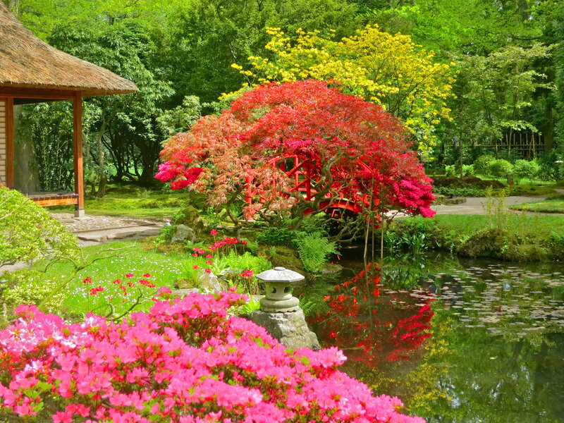 Red Maple Tree in Garden — Green, Serene, Spring