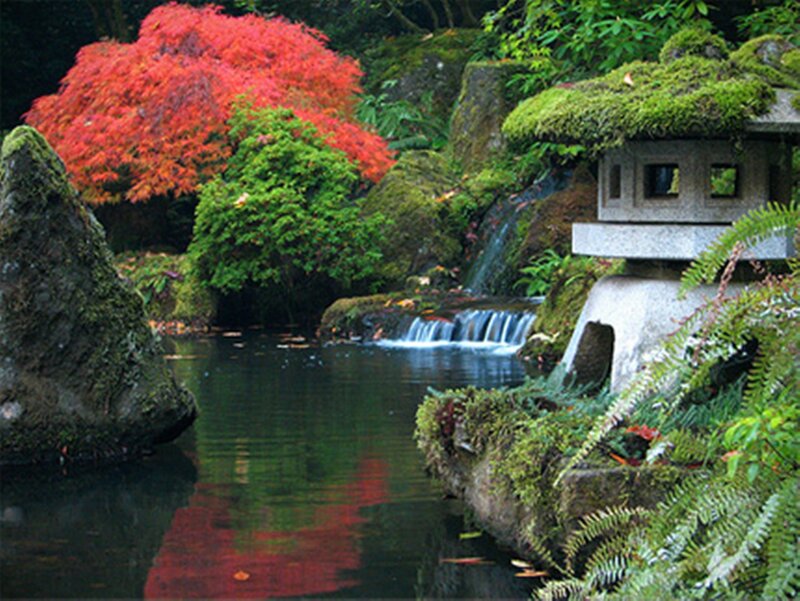 Red Maple Tree in Garden — Green, Serene