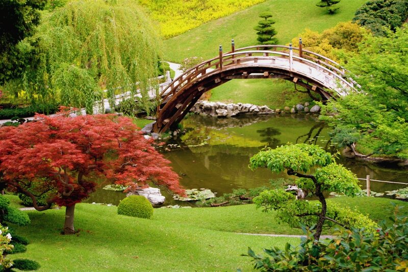 Red Maple Tree in Garden — Green