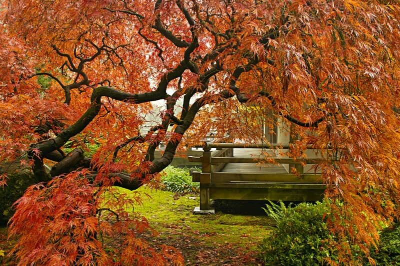Red Maple Tree in Garden — Serene, Autumn, Photograph, Bench