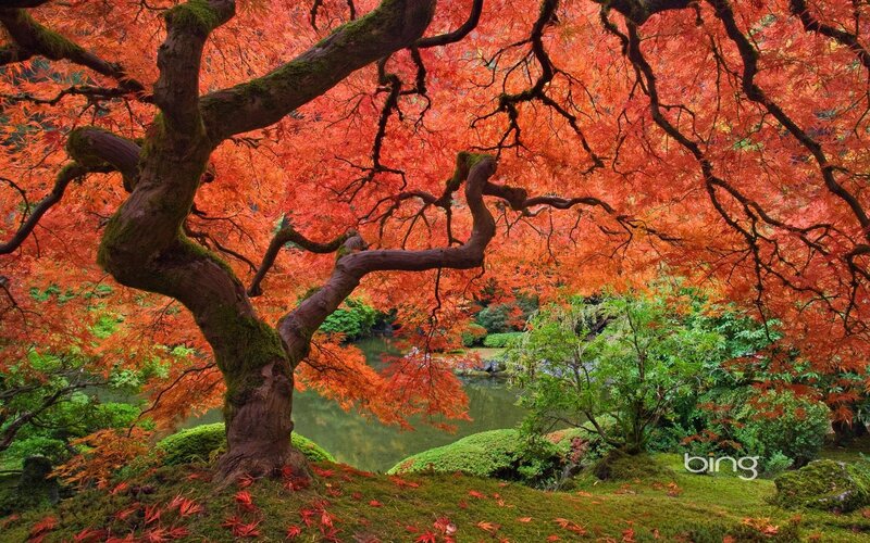 Red Maple Tree in Garden — Serene, Autumn, Photograph, Moss