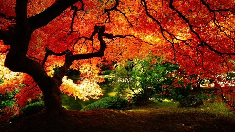 Red Maple Tree in Garden — Serene, Autumn, Photograph, Pond, Green Shrubs, Tree Trunk