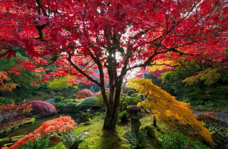 Red Maple Tree in Garden — Serene, Autumn, Photograph, Stone Lantern