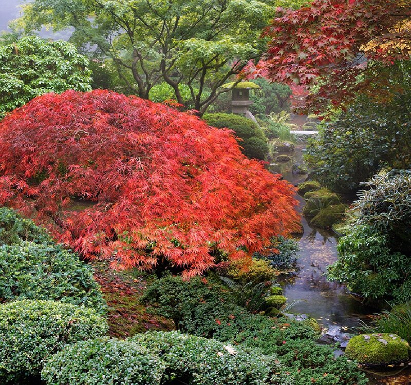 Red Maple Tree in Garden — Serene, Autumn, Photograph, Stream