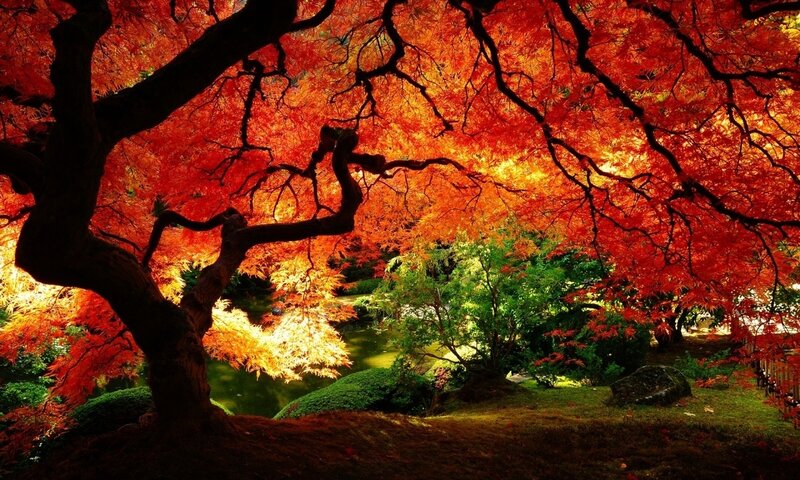 Red Maple Tree in Garden — Serene, Autumn, Photograph
