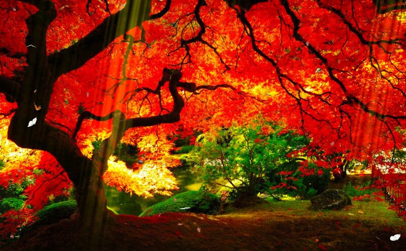 Red Maple Tree in Garden — Serene, Autumn, Photograph, Trees, Butterflies