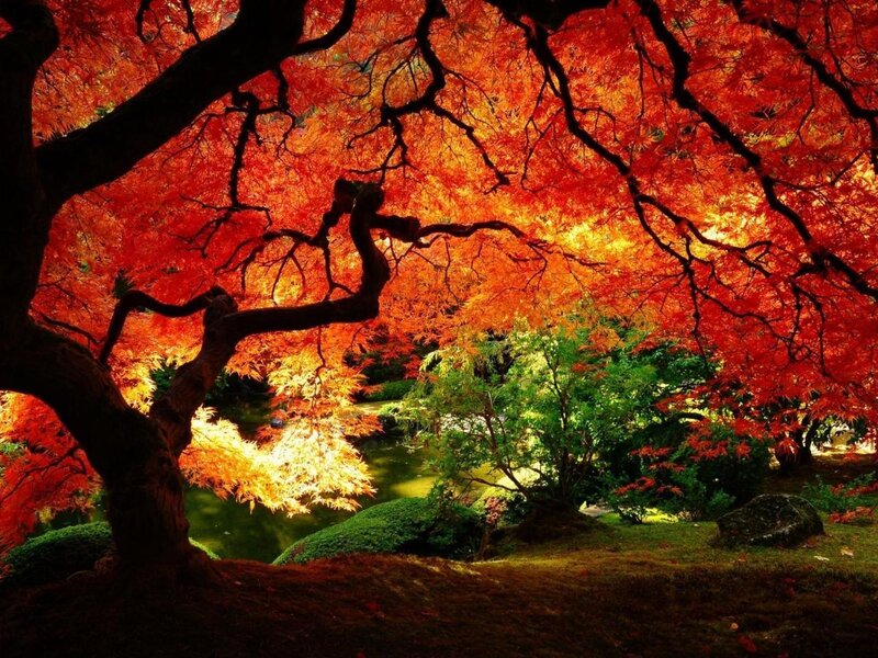 Red Maple Tree in Garden — Serene, Autumn