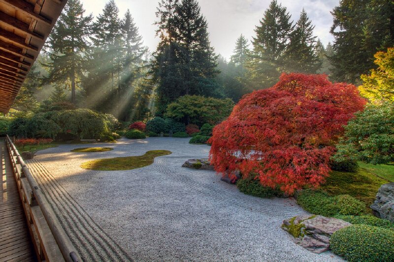 Red Maple Tree in Garden — Serene, Morning