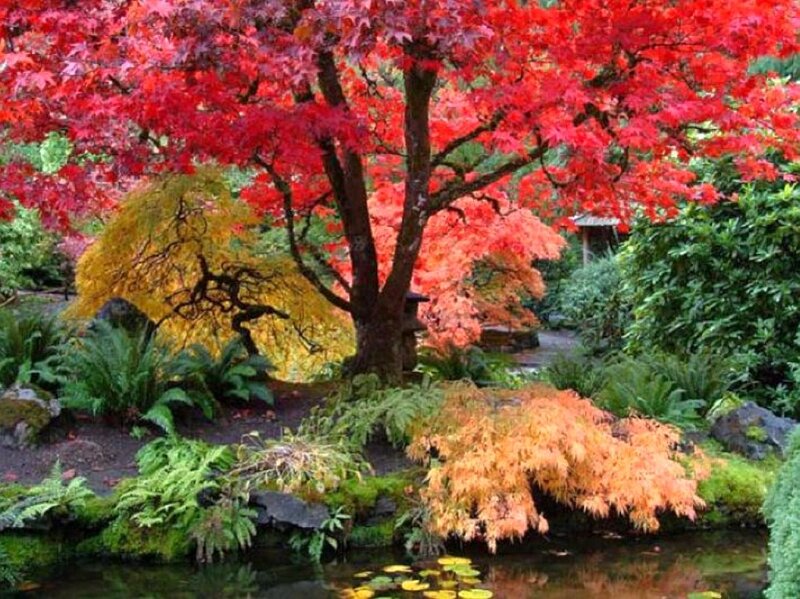 Red Maple Tree in Garden — Serene