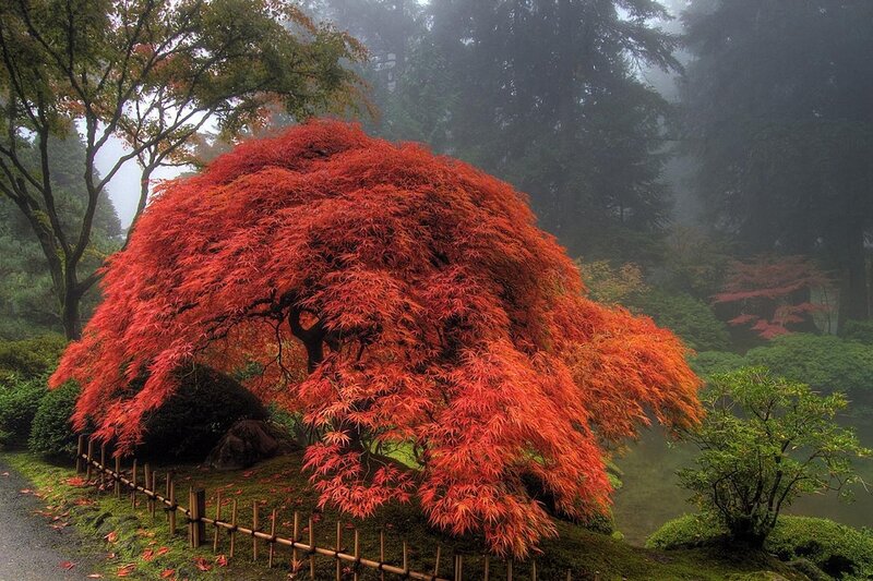 Red maple tree in misty garden